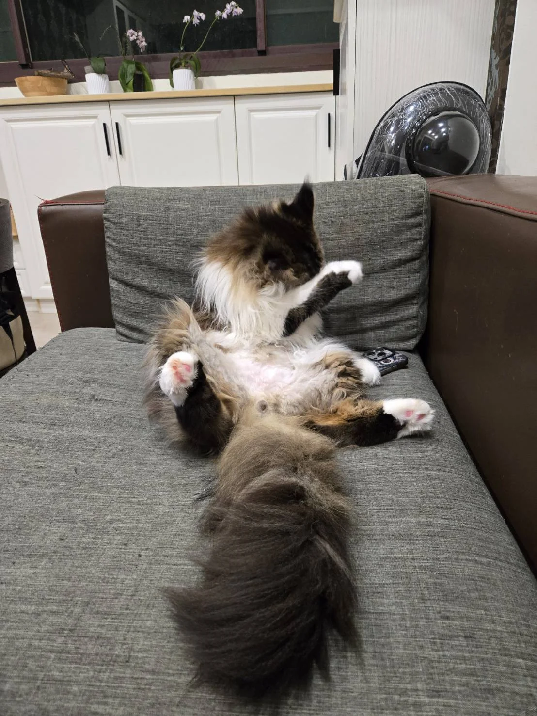 棕虎斑緬因貓.難得補捉到坐姿