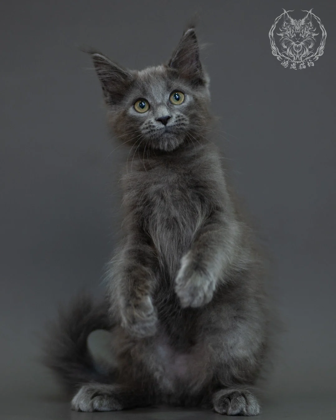 藍煙燻 Blue Smoke Maine Coon 3months 10