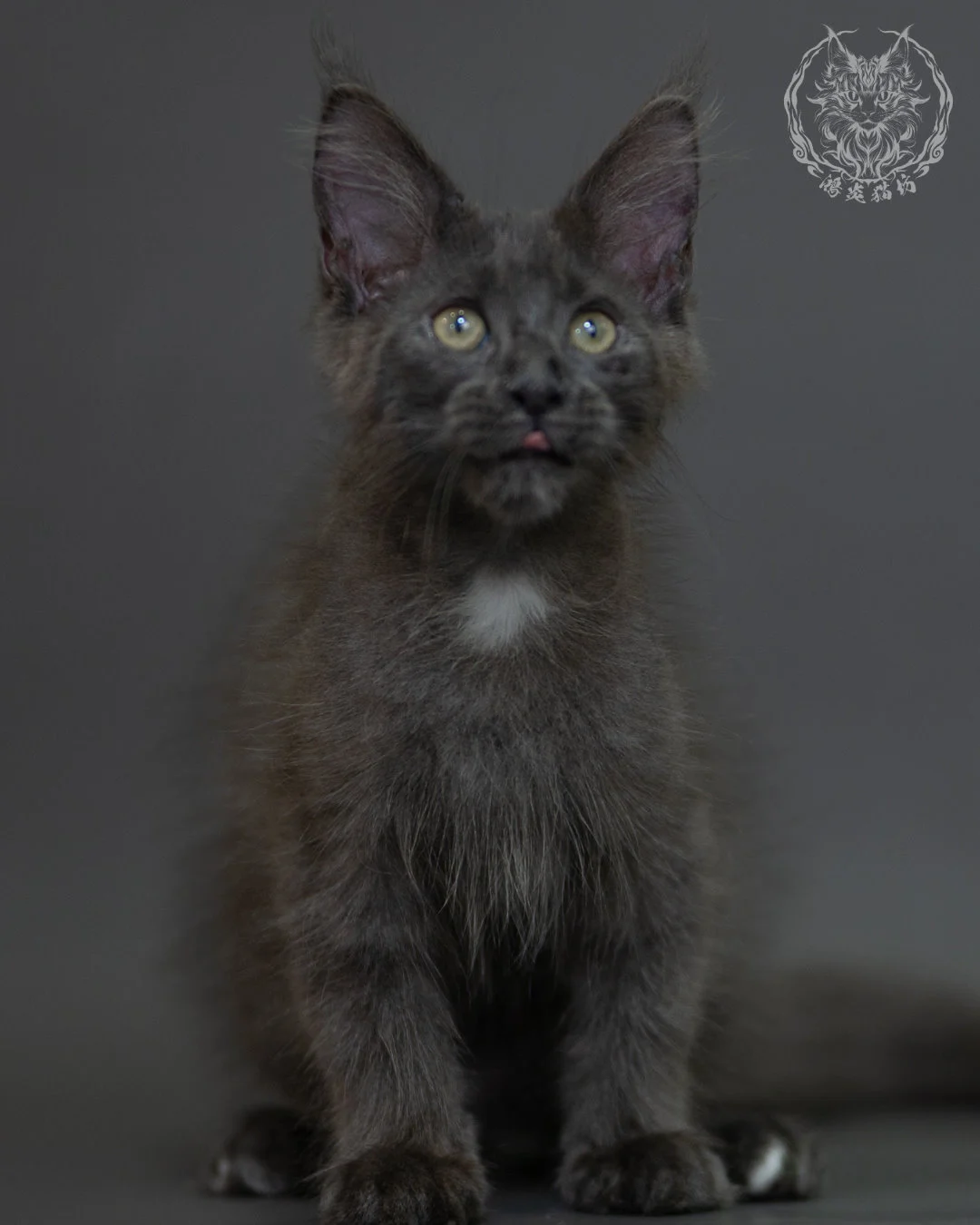 藍煙燻 Blue Smoke Maine Coon 3months 13
