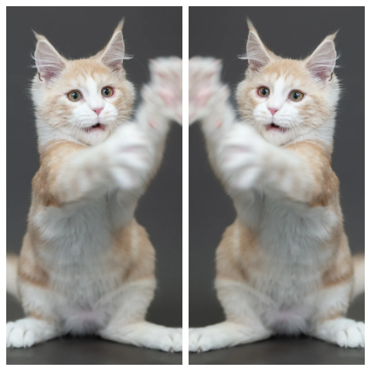 紅銀虎斑緬因貓(+白)