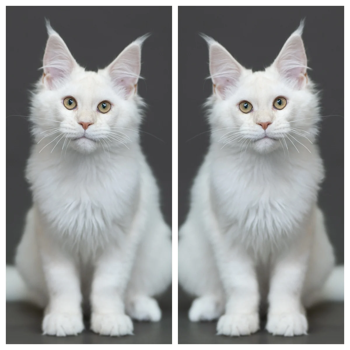 紅銀陰影緬因貓