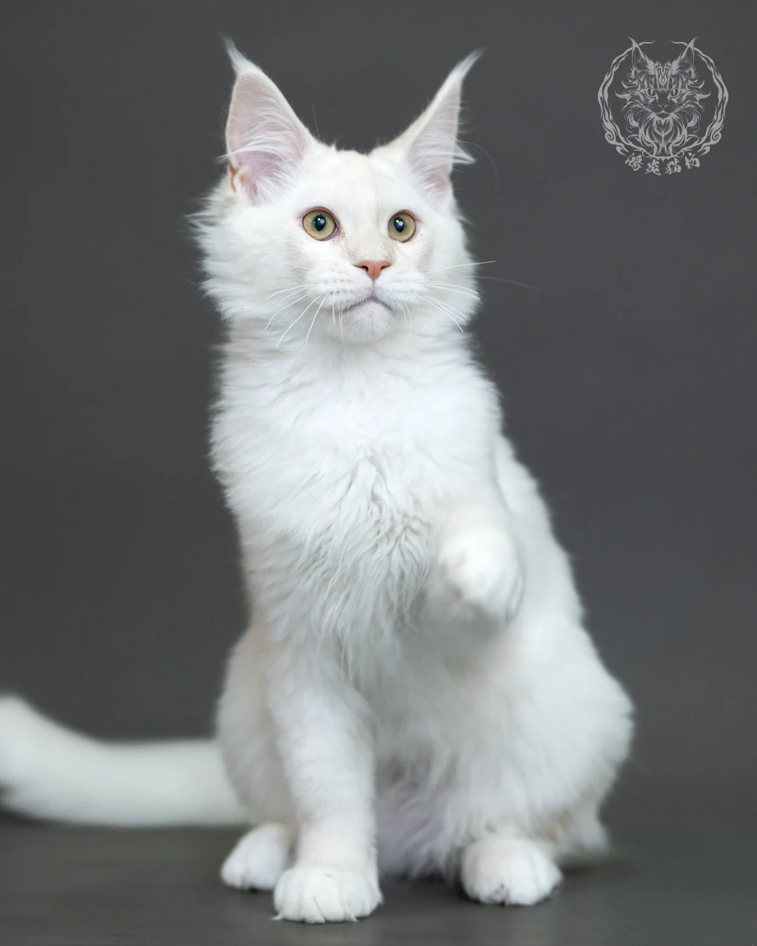 紅銀陰影緬因貓 Red Silver Shaded Maine Coon 4halfmonths Cattery Taichung 9