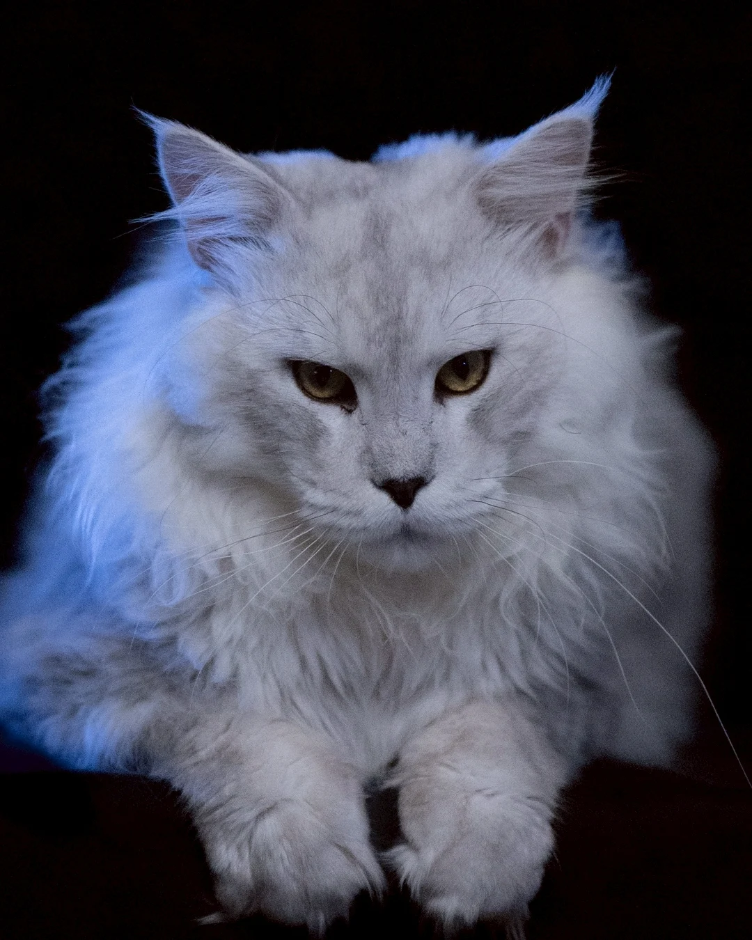 Line Album 2025.11.18 251126 1