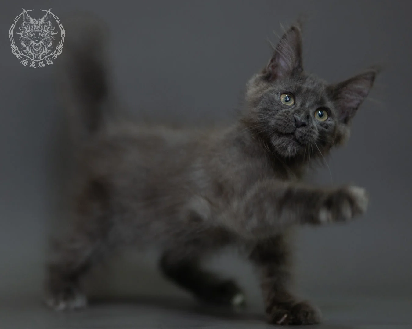 藍煙燻 Blue Smoke Maine Coon 3months 17