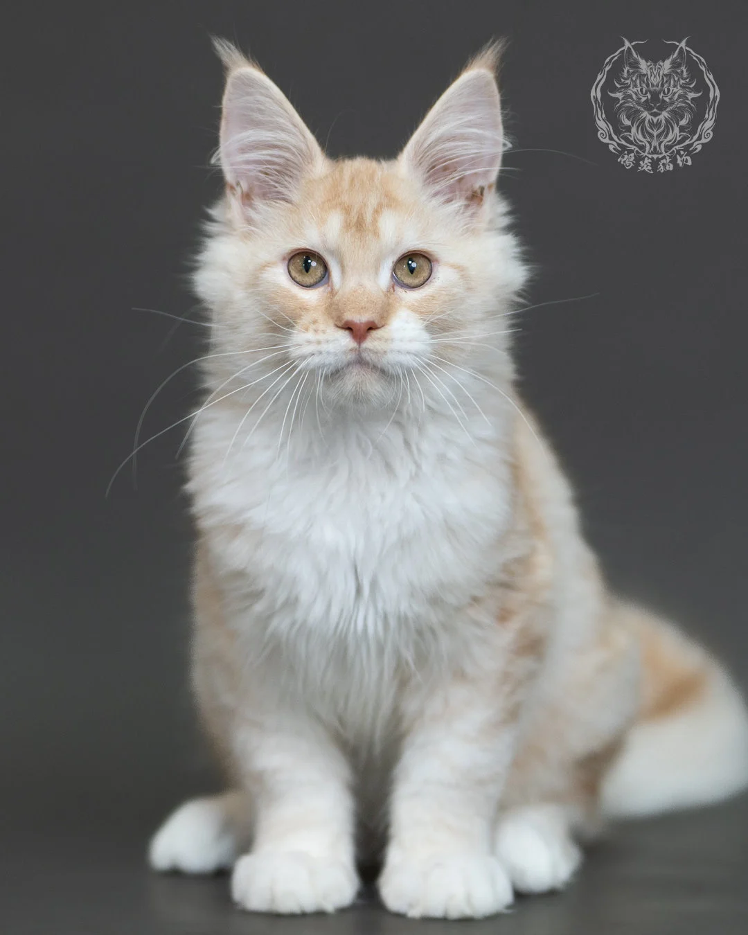 紅銀虎斑緬因貓 Red Silver Tabby Maine Coon 4halfmonths Cattery Taichung 15