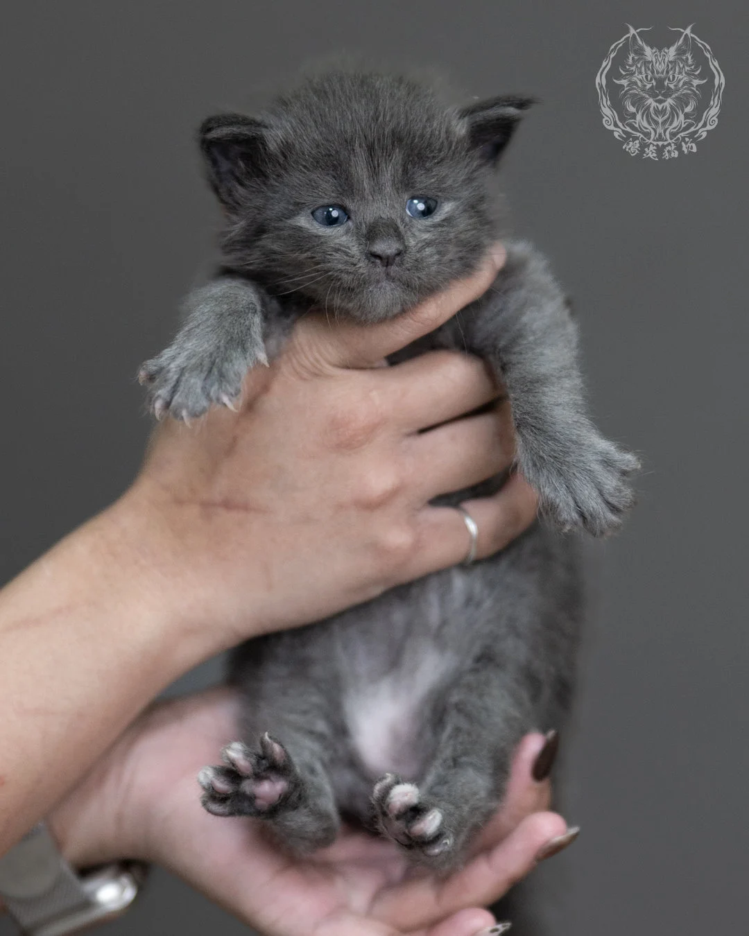 藍煙燻緬因貓 Blue Smoke Maine Coon 4weeks Cattery Taichung 1
