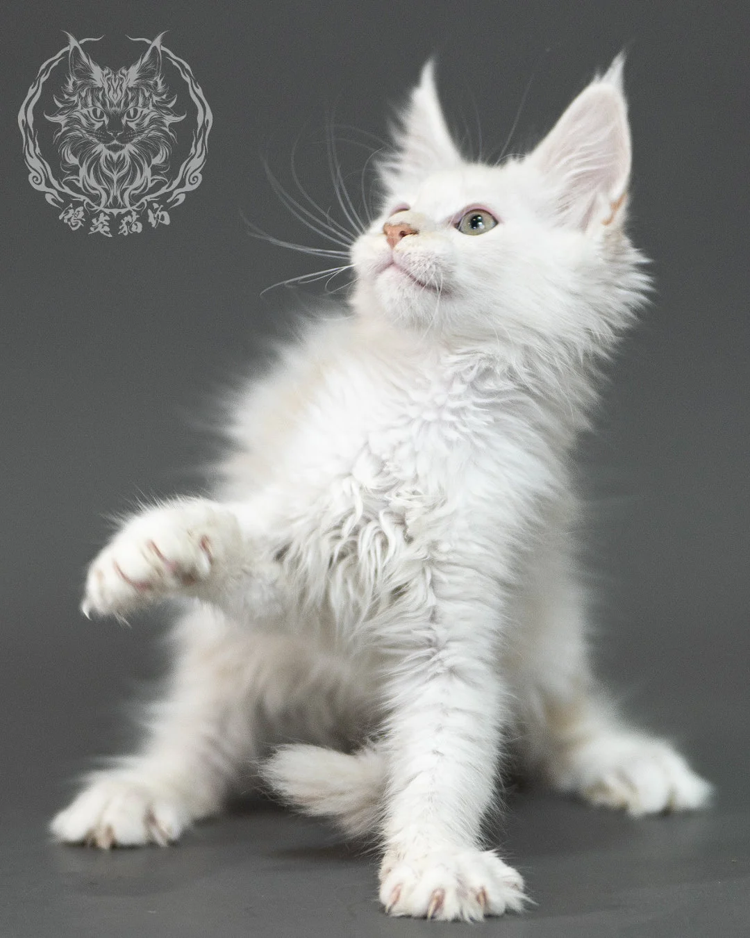 紅銀陰影緬因貓 Red Shaded Maine Coon 2months Closeup 10