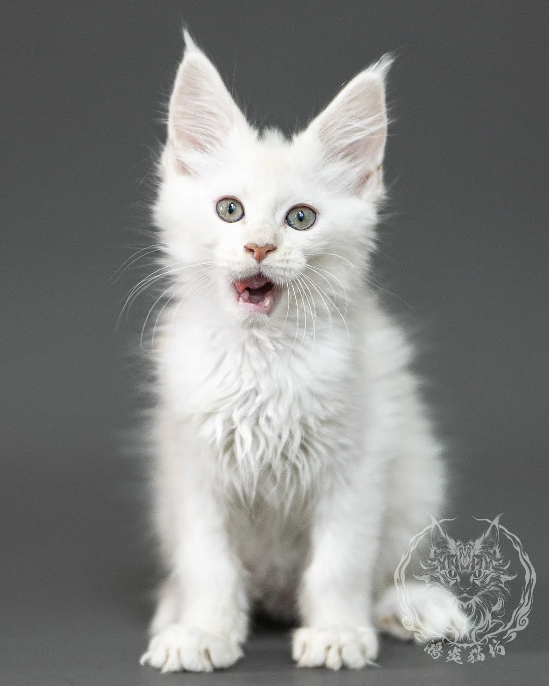 紅銀陰影緬因貓 Red Shaded Maine Coon 2months Closeup 27