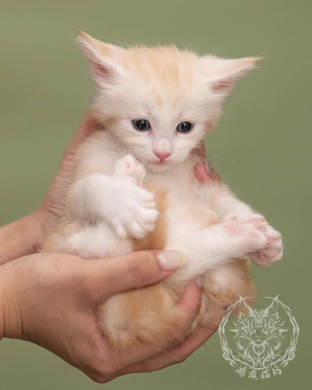紅銀虎斑緬因貓 Red Silver Tabby Maine Coon 4weeks Closeup 7