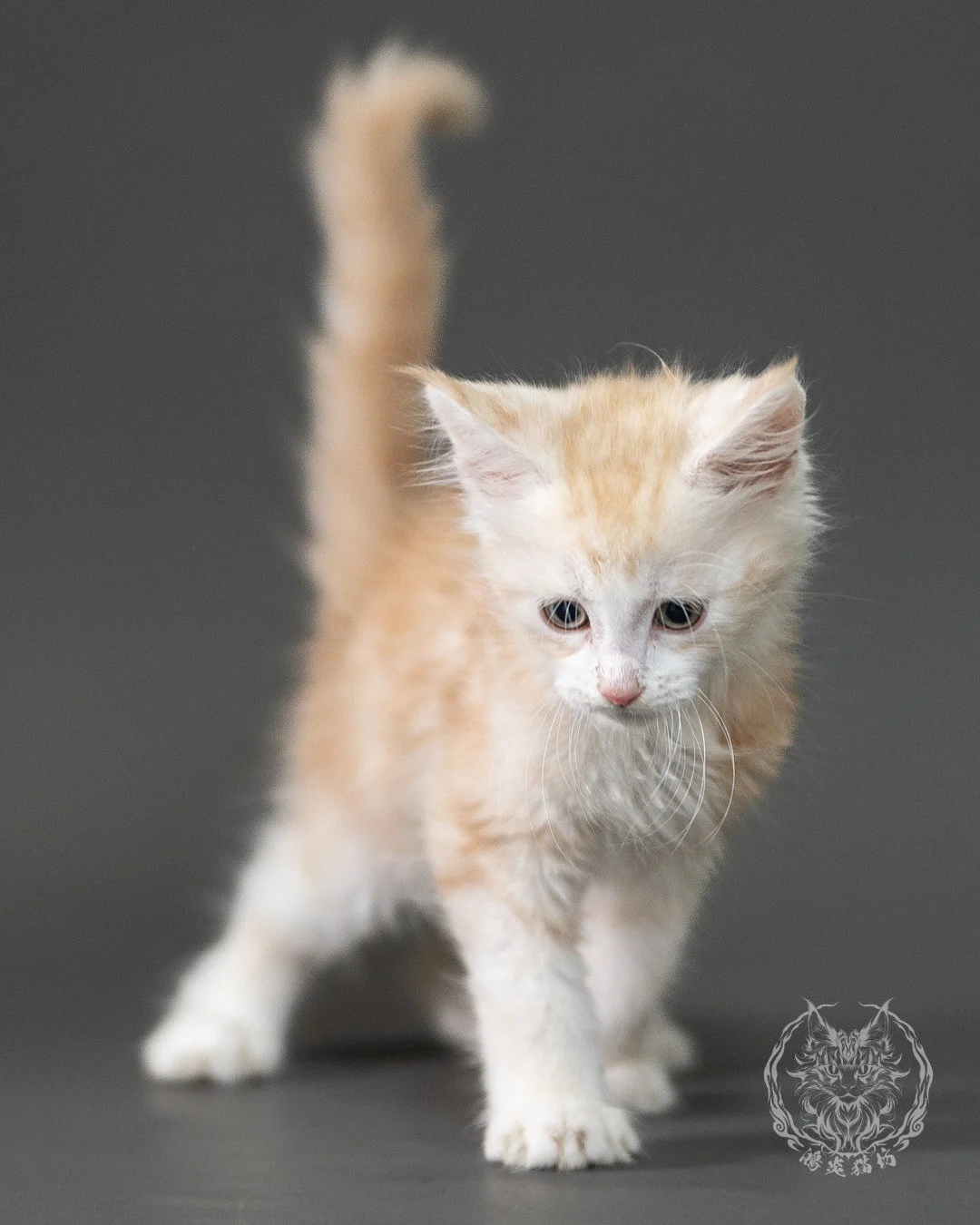 紅銀虎斑緬因貓 Red Silver Tabby Maine Coon 2months Closeup 12