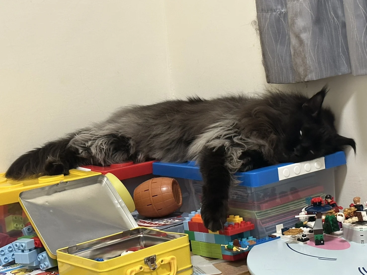 奧托 黑煙燻緬因貓 玩具箱大字放鬆 Otto Black Smoke Maine Coon Toybox Rest