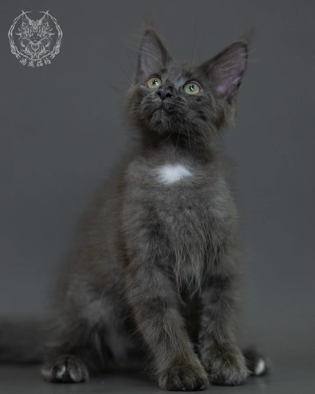 藍煙燻 Blue Smoke Maine Coon 3months 2
