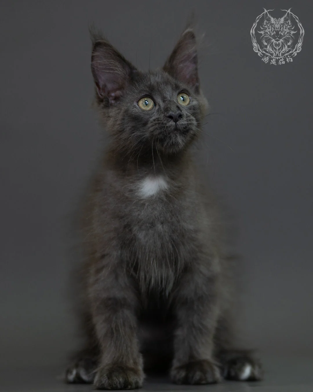 藍煙燻 Blue Smoke Maine Coon 3months 9
