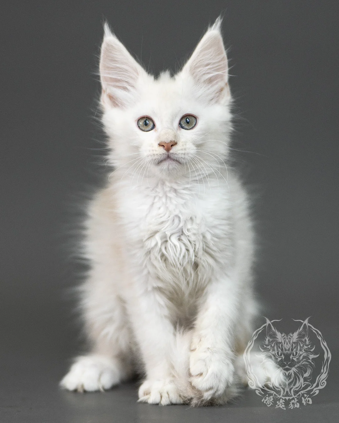 紅銀陰影緬因貓 Red Shaded Maine Coon 2months Closeup 12