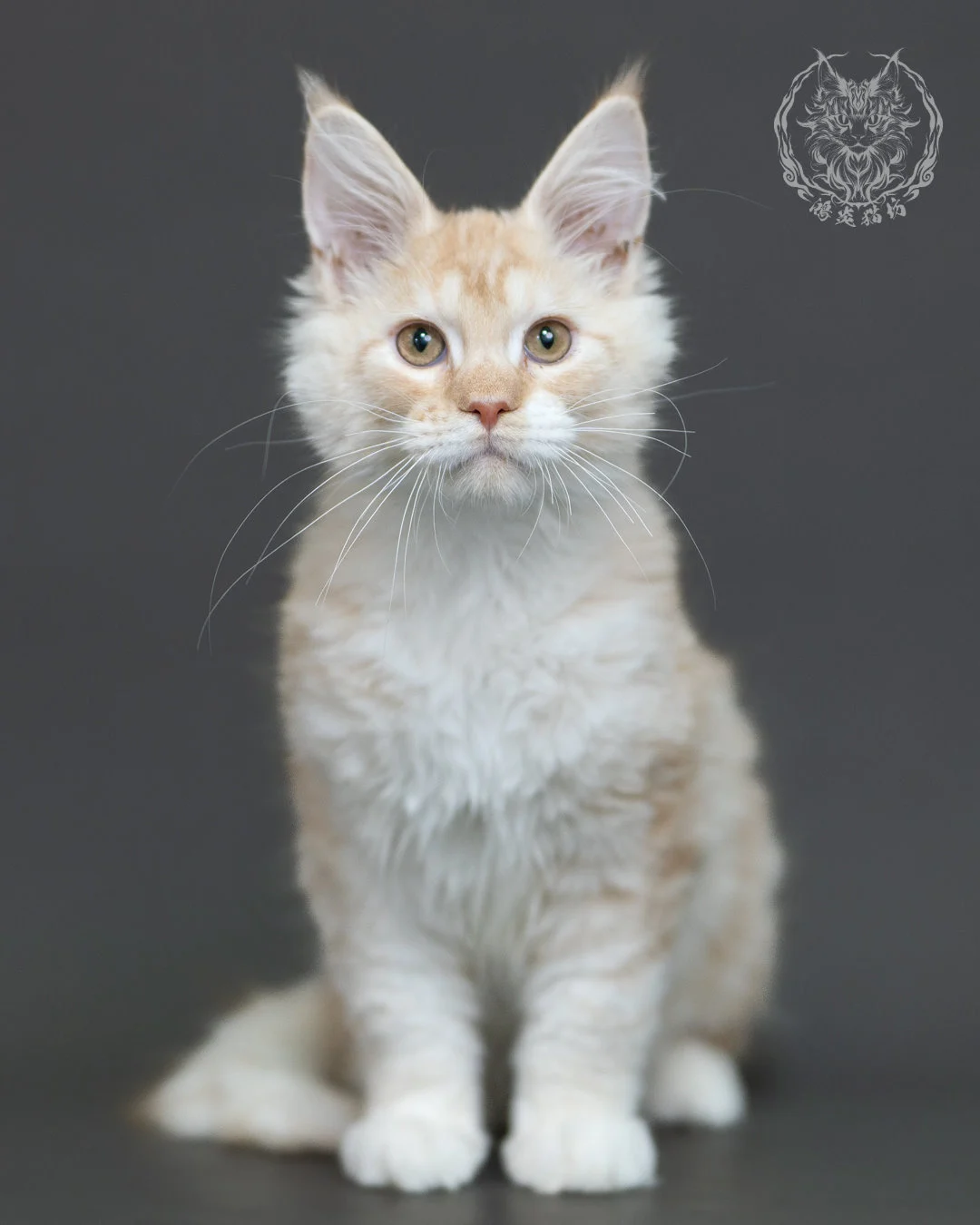 紅銀虎斑緬因貓 Red Silver Tabby Maine Coon 4halfmonths Cattery Taichung 1