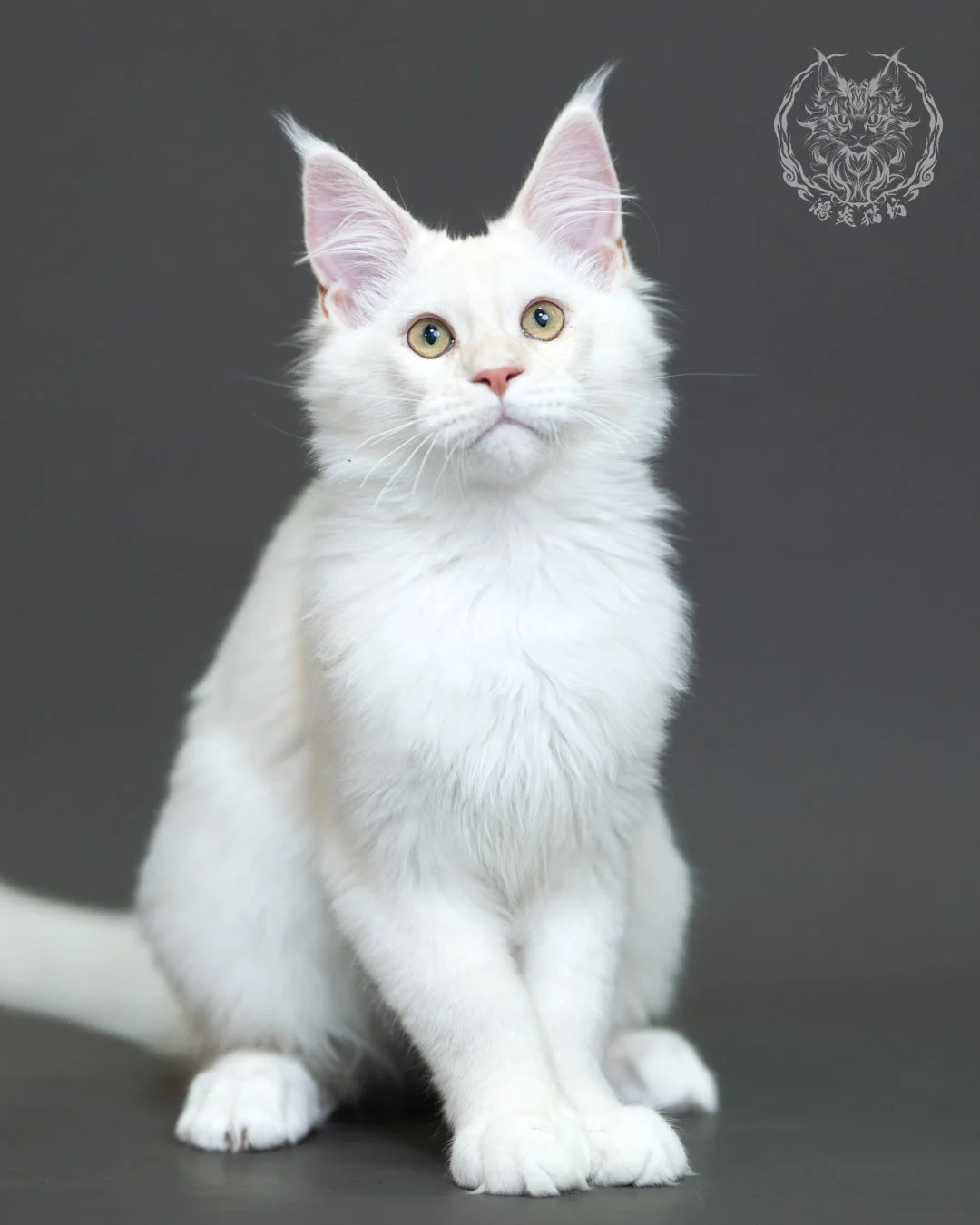 紅銀陰影緬因貓 Red Silver Shaded Maine Coon 4halfmonths Cattery Taichung 21