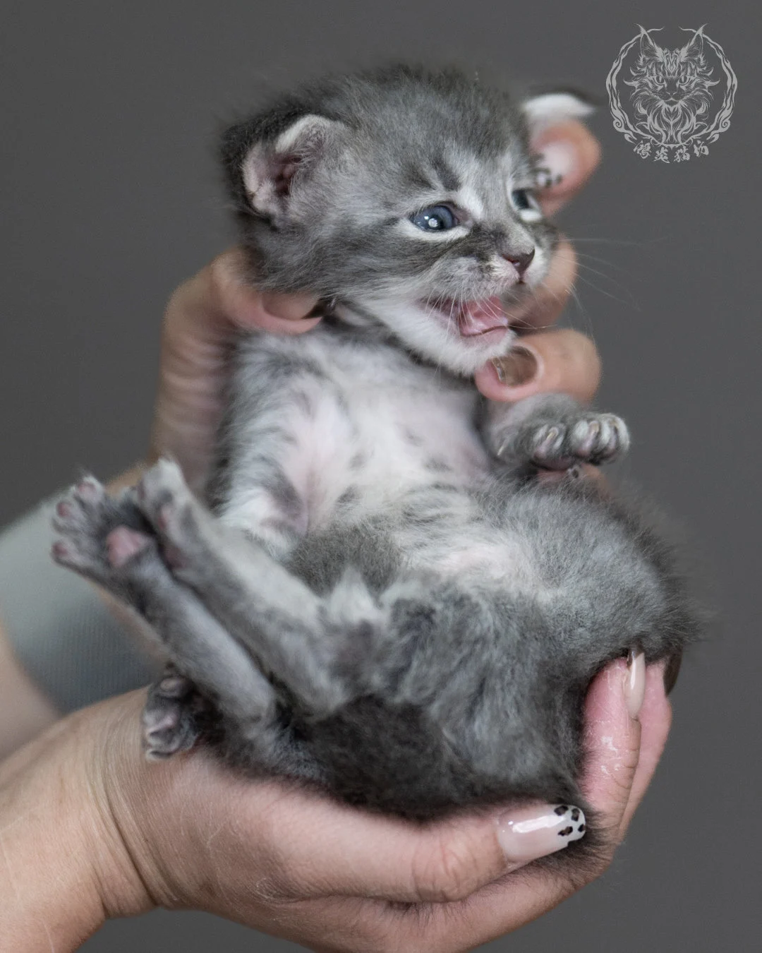 藍虎斑緬因貓 Blue Tabby Maine Coon 4weeks Taichung Cattery 9
