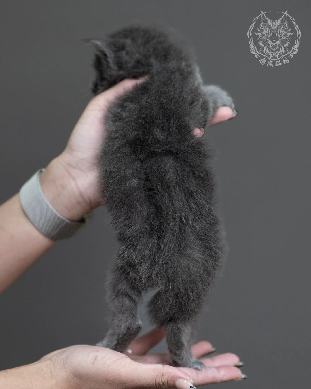 藍煙燻緬因貓 Blue Smoke Maine Coon 4weeks Cattery Taichung 7