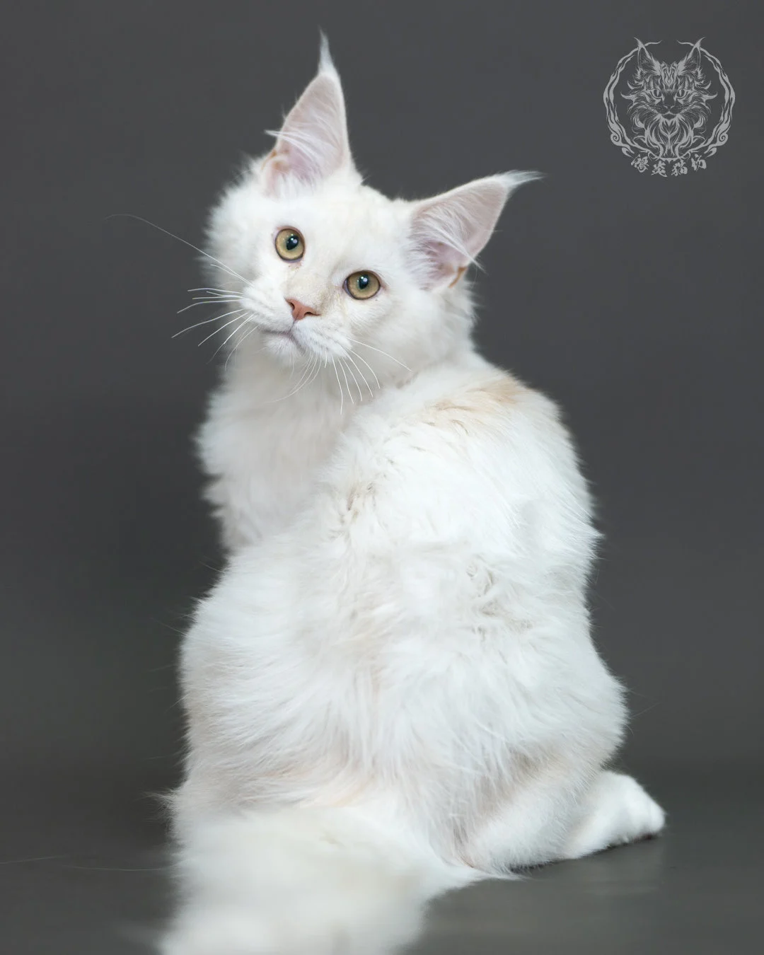 紅銀陰影緬因貓 Red Silver Shaded Maine Coon 4halfmonths Cattery Taichung 3