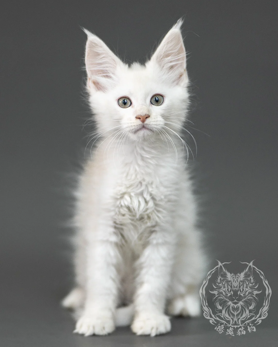 紅銀陰影緬因貓 Red Shaded Maine Coon 2months Closeup 1