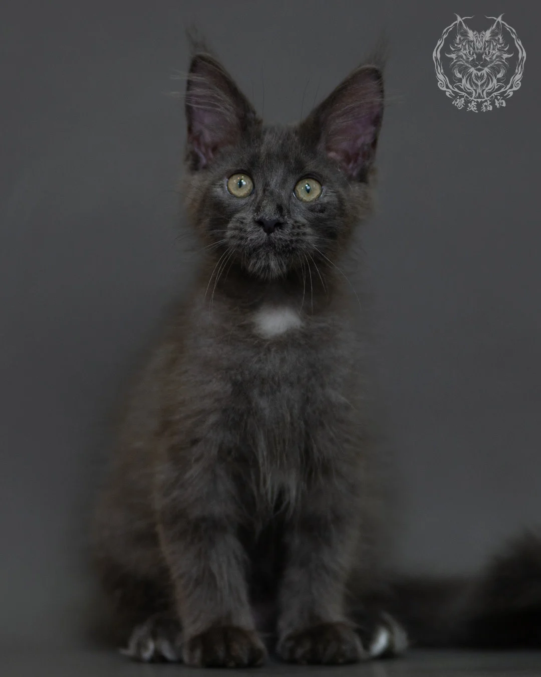 藍煙燻 Blue Smoke Maine Coon 3months 16