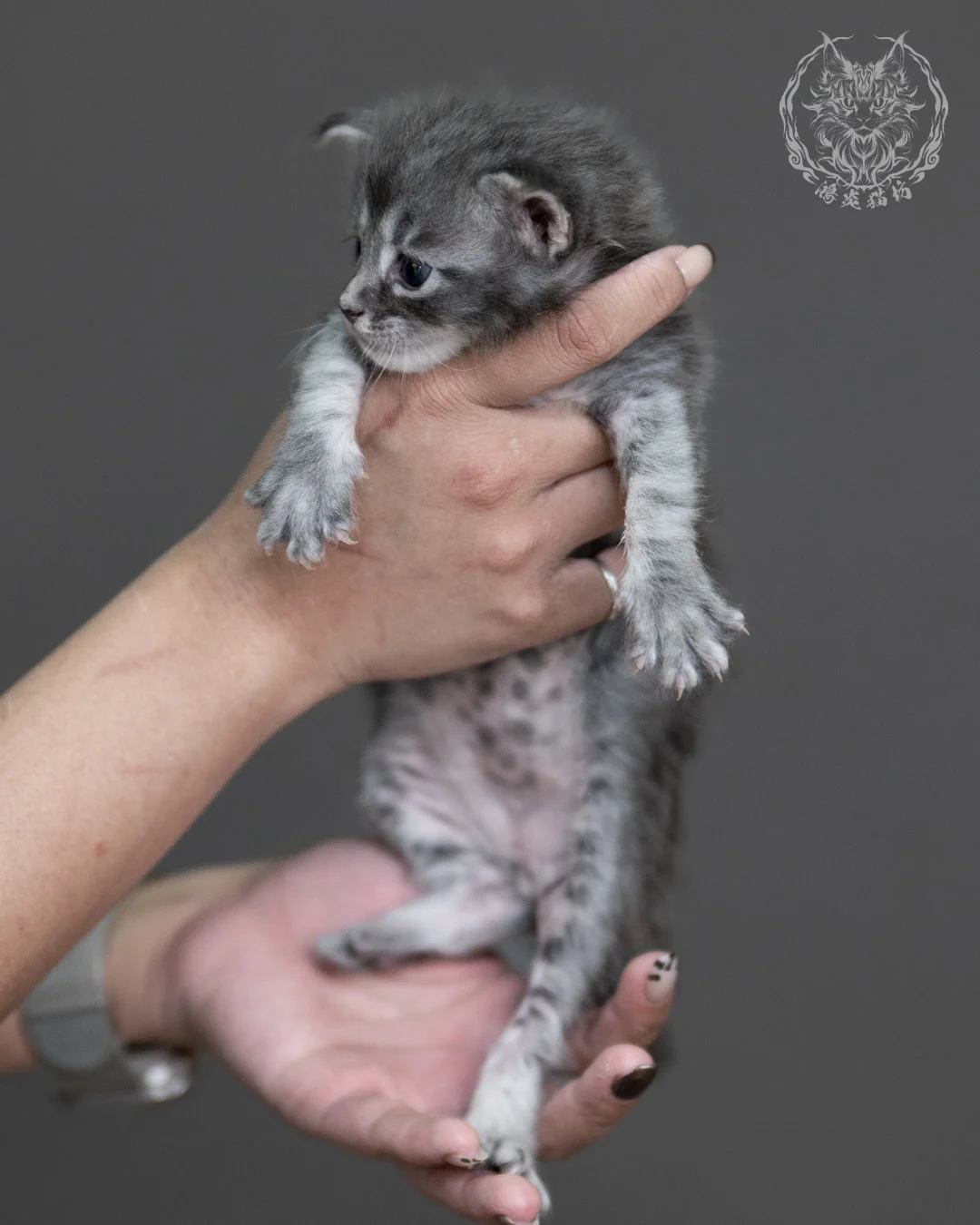 藍虎斑緬因貓 Blue Tabby Maine Coon 4weeks Taichung Cattery 4