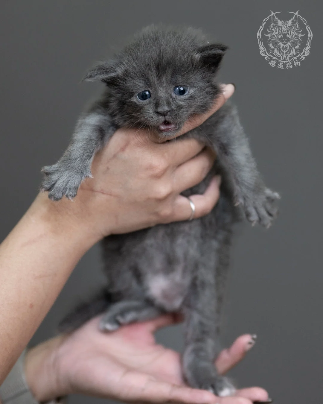 藍煙燻緬因貓 Blue Smoke Maine Coon 4weeks Cattery Taichung 3
