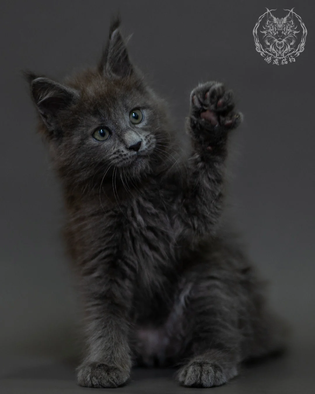 藍煙燻 Blue Smoke Maine Coon 2months 15