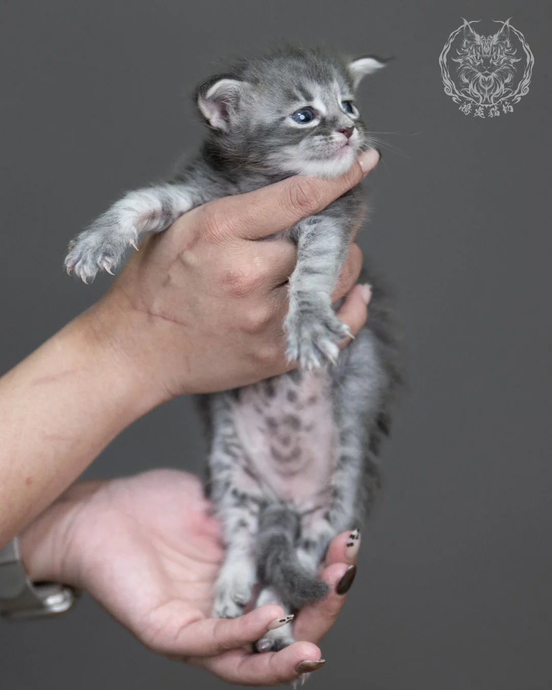 藍虎斑緬因貓 Blue Tabby Maine Coon 4weeks Taichung Cattery 1