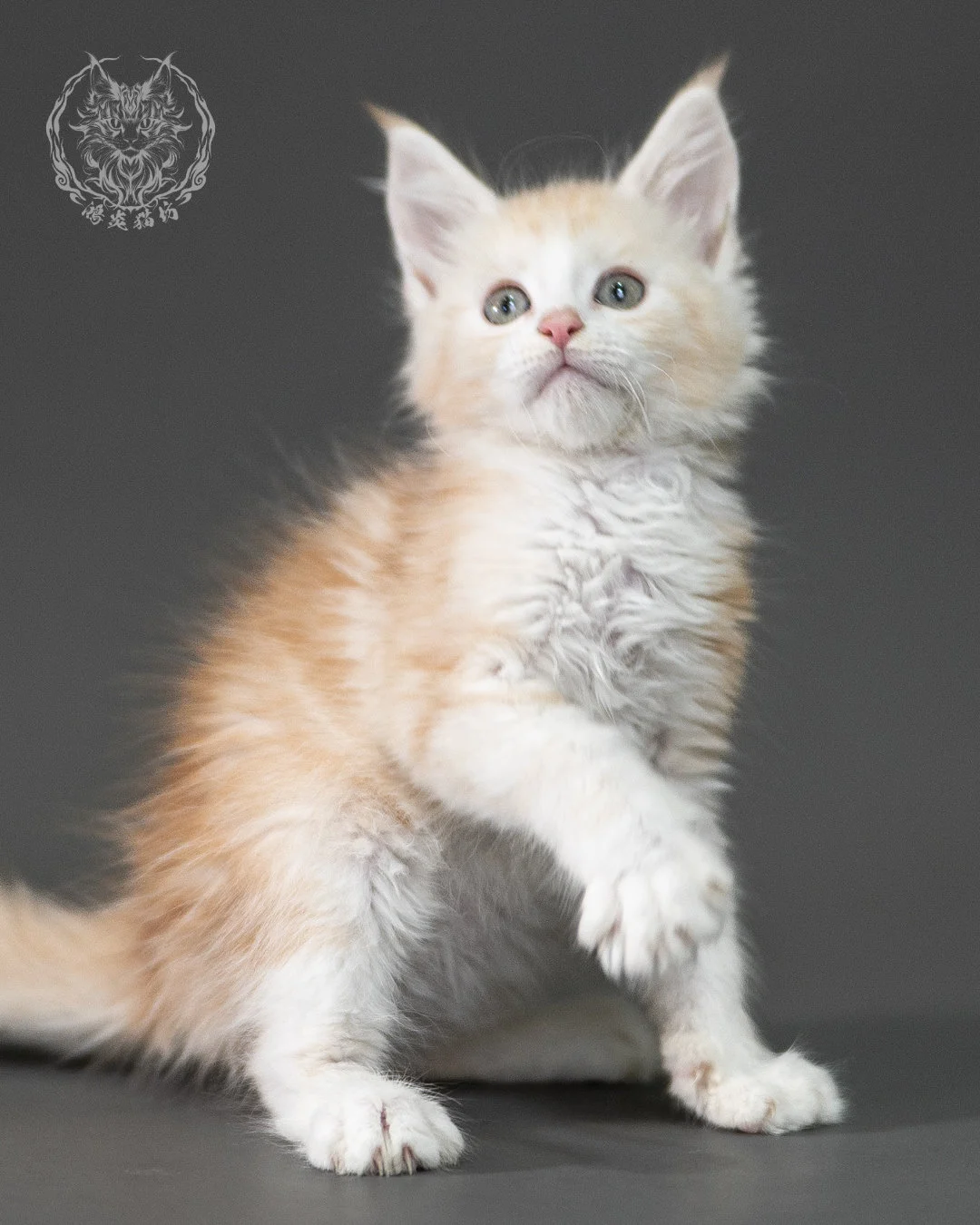 紅銀虎斑緬因貓 Red Silver Tabby Maine Coon 2months Closeup 4