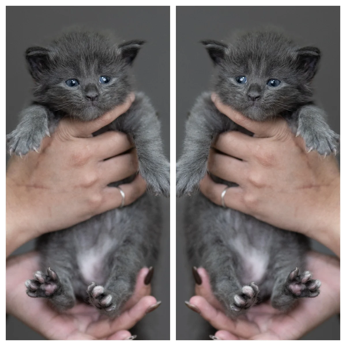 鴻炎貓坊藍煙燻緬因貓男孩，4 週大幼貓，藍灰煙燻色毛髮、奶萌表情、圓滾大眼，台中緬因貓舍紀錄照。