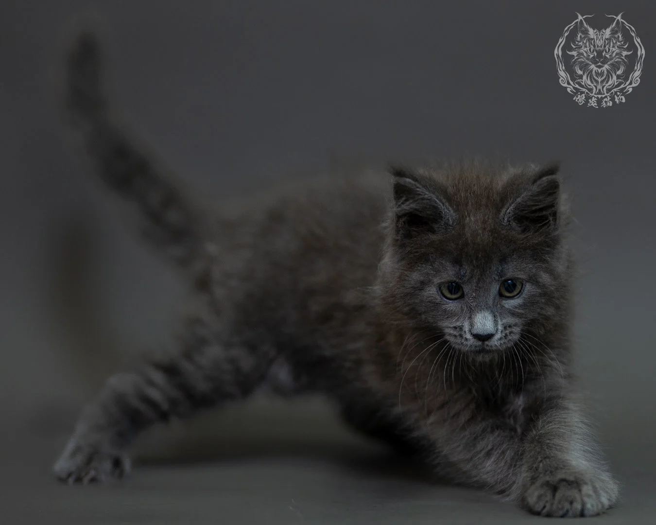 藍煙燻 Blue Smoke Maine Coon 2months 17