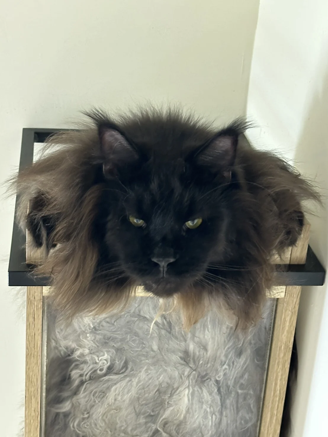 奧托 黑煙燻緬因貓 抬頭好奇神情 Otto Black Smoke Maine Coon Looking Up