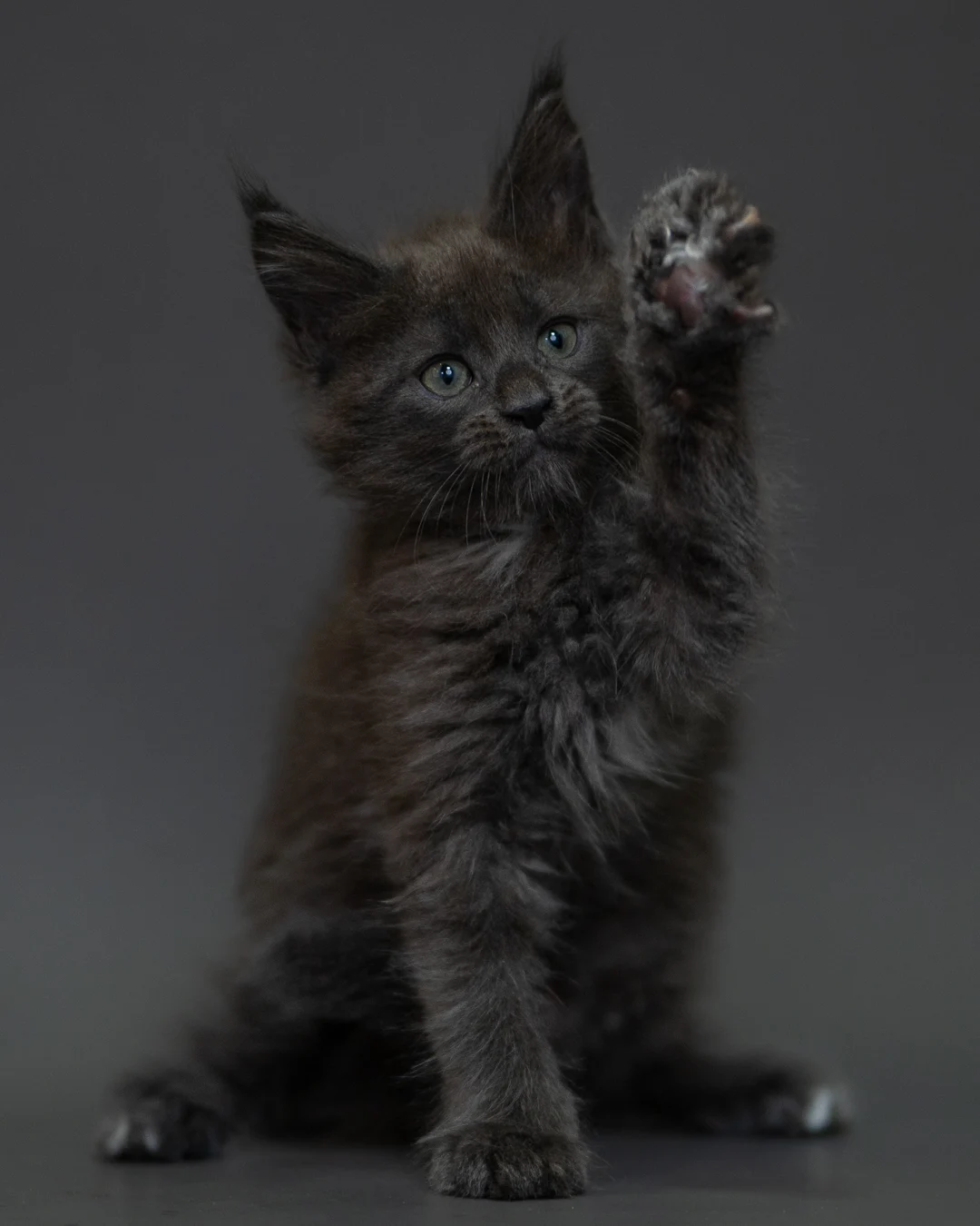 藍煙燻 Blue Smoke Maine Coon 2months 11