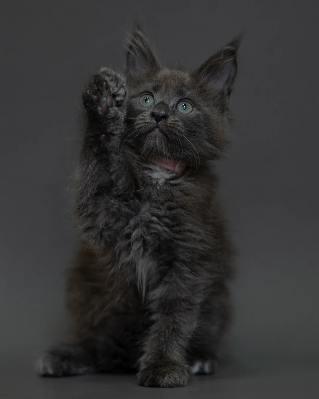 藍煙燻 Blue Smoke Maine Coon 2months 7