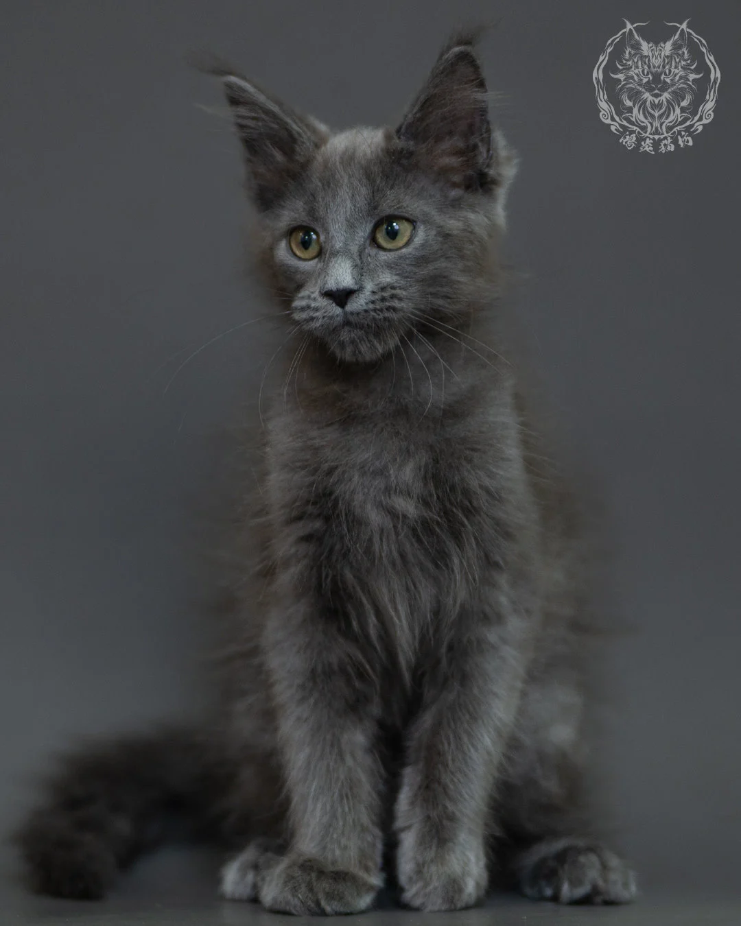 藍煙燻 Blue Smoke Maine Coon 3months 1