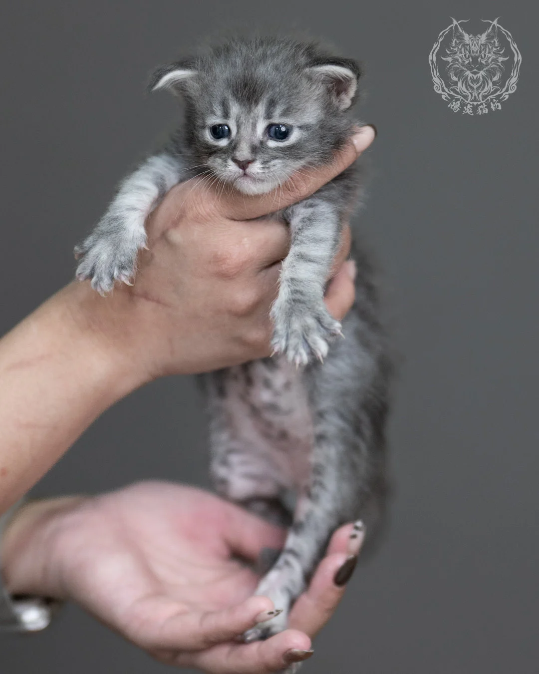 藍虎斑緬因貓 Blue Tabby Maine Coon 4weeks Taichung Cattery 3