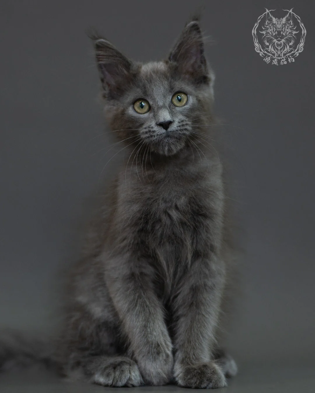藍煙燻 Blue Smoke Maine Coon 3months 4