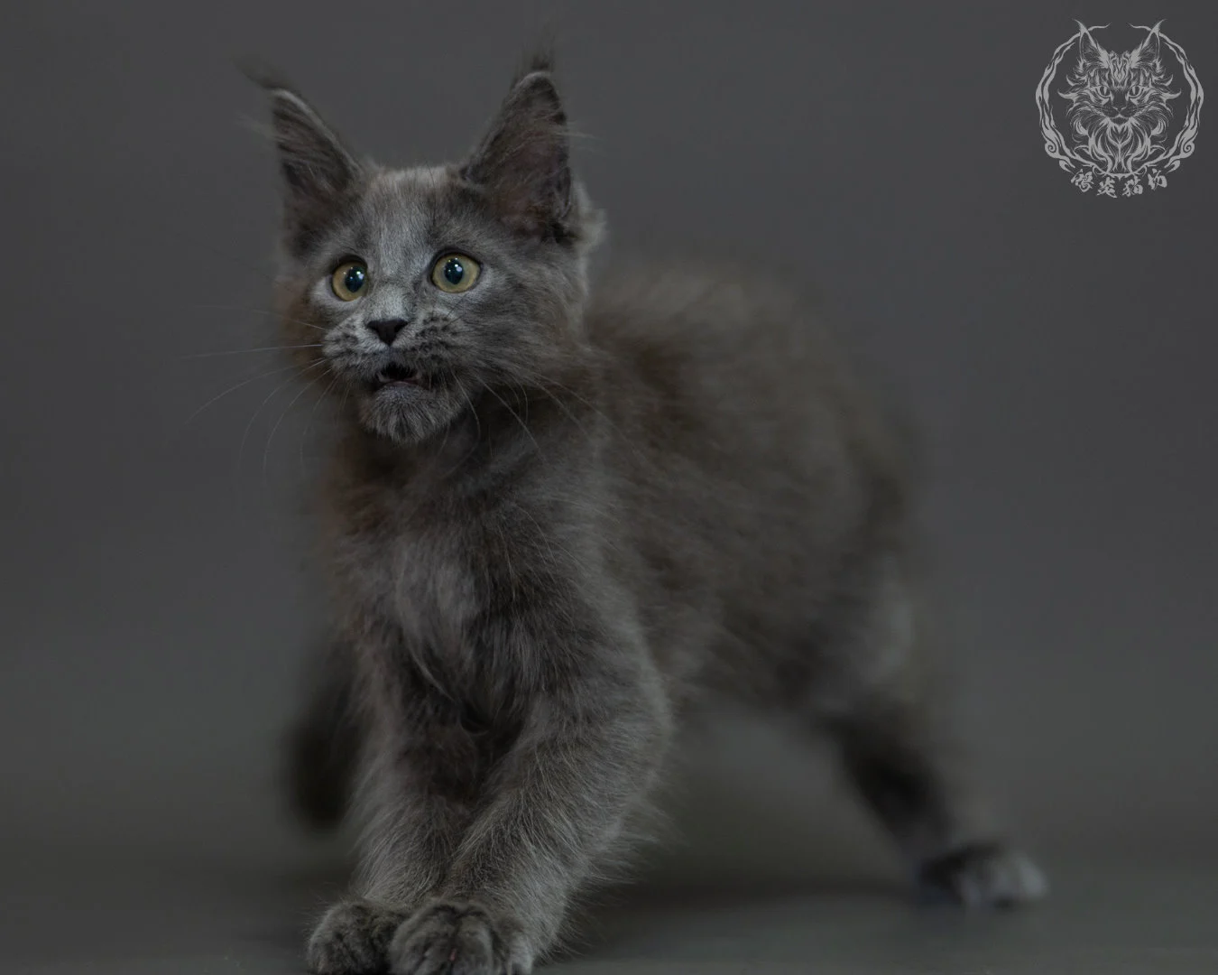 藍煙燻 Blue Smoke Maine Coon 3months 19
