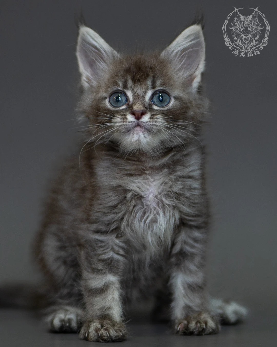 藍虎斑 Blue Silver Tabby Maine Coon 2months 7