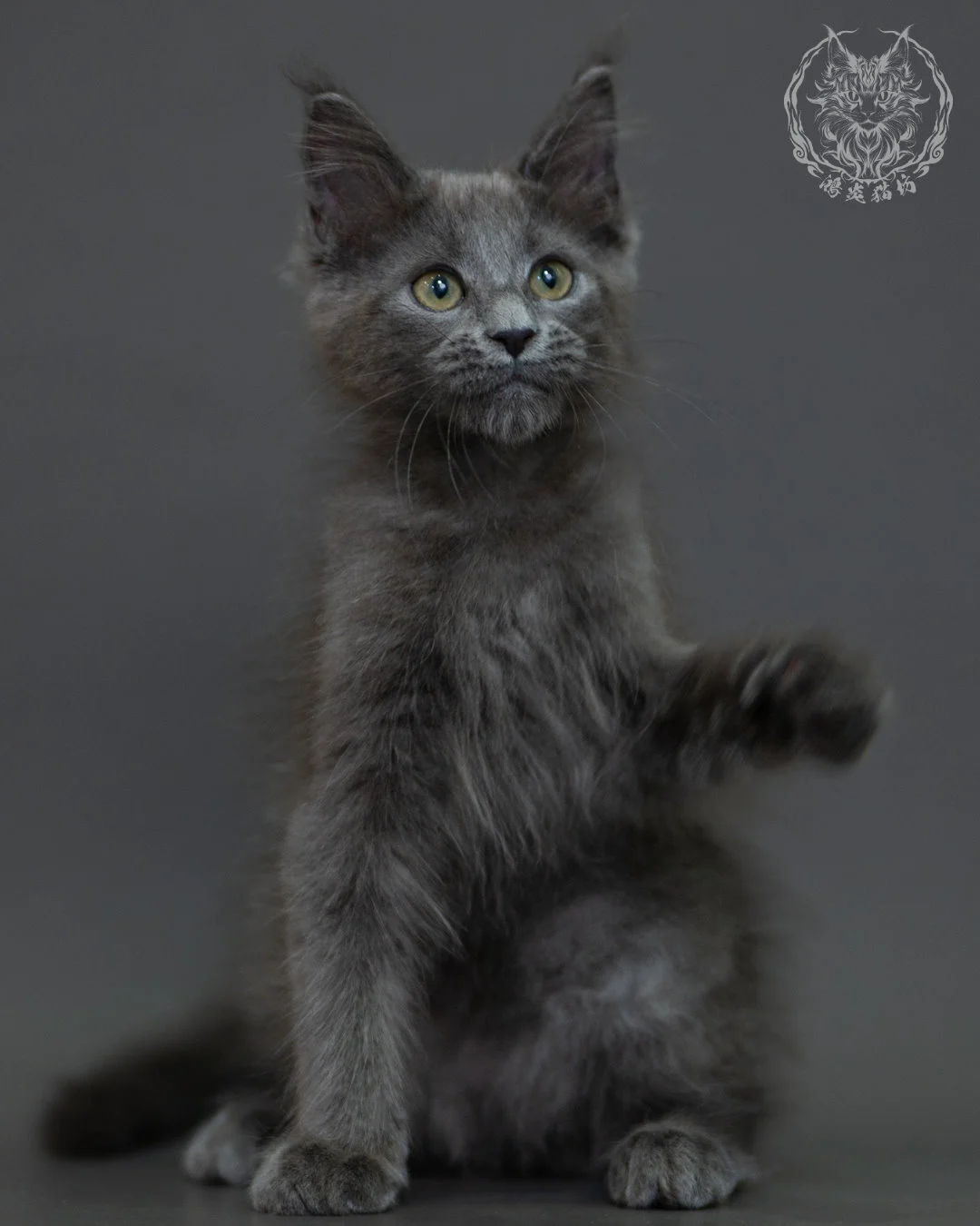 藍煙燻 Blue Smoke Maine Coon 3months 17