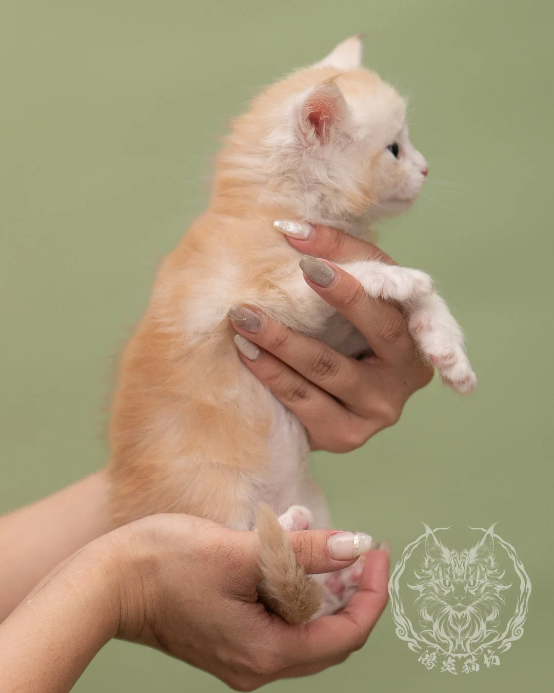 紅銀虎斑緬因貓 Red Silver Tabby Maine Coon 4weeks Closeup 5