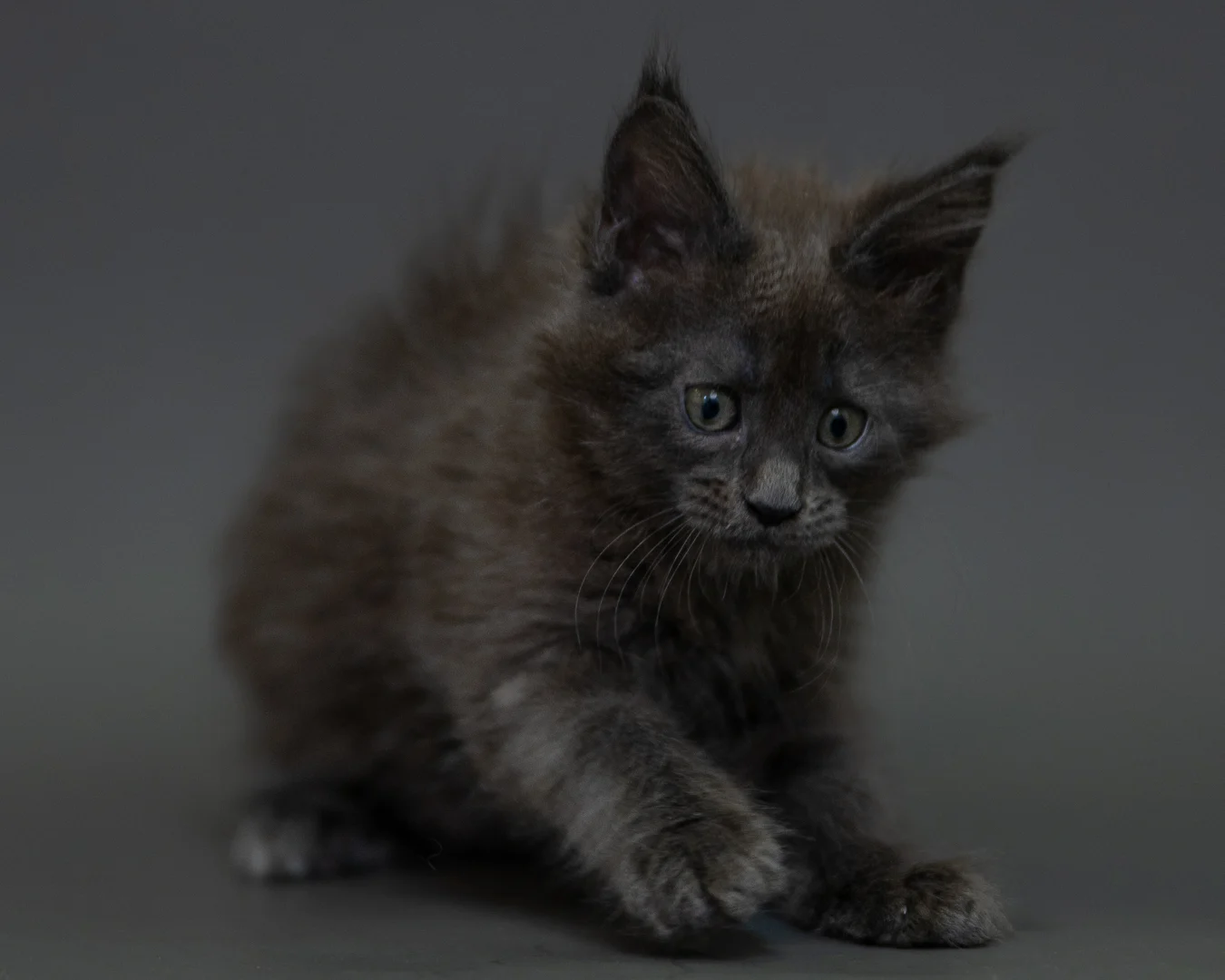 藍煙燻 Blue Smoke Maine Coon 2months 18