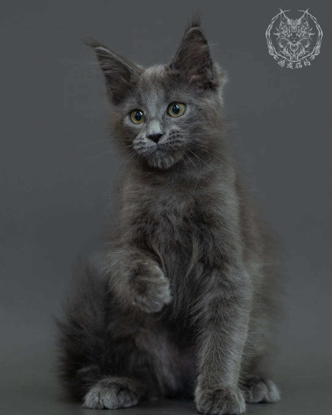 藍煙燻 Blue Smoke Maine Coon 3months 7