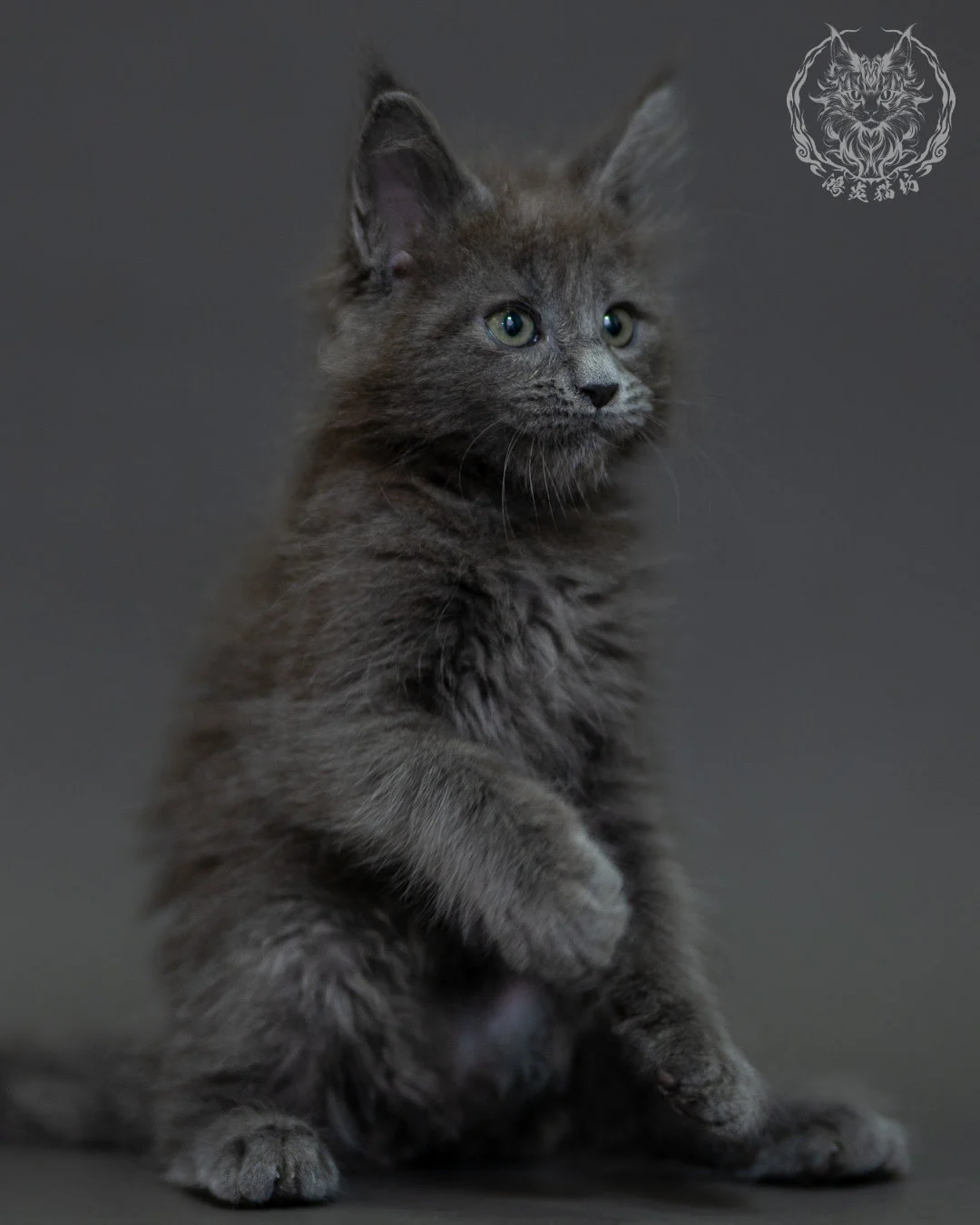 藍煙燻 Blue Smoke Maine Coon 2months 16