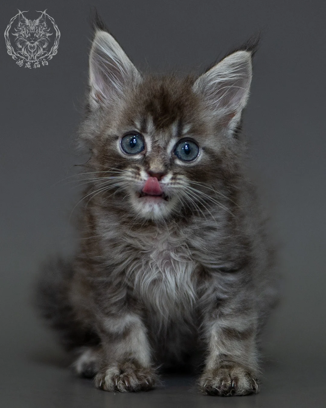 藍虎斑 Blue Silver Tabby Maine Coon 2months 6