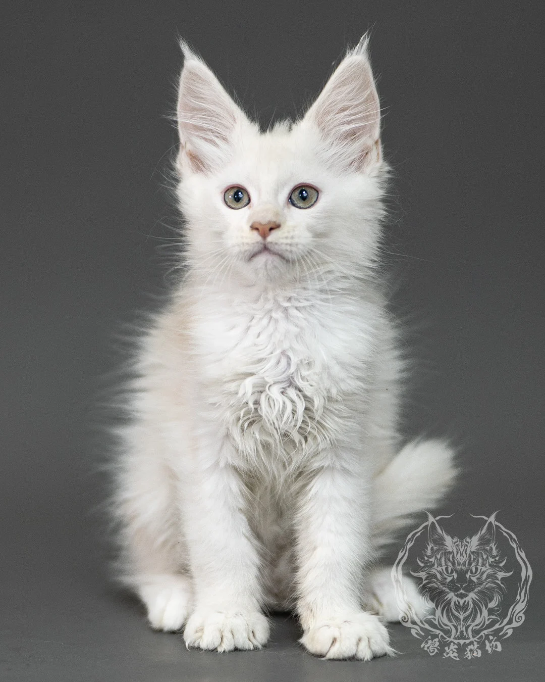 紅銀陰影緬因貓 Red Shaded Maine Coon 2months Closeup 3