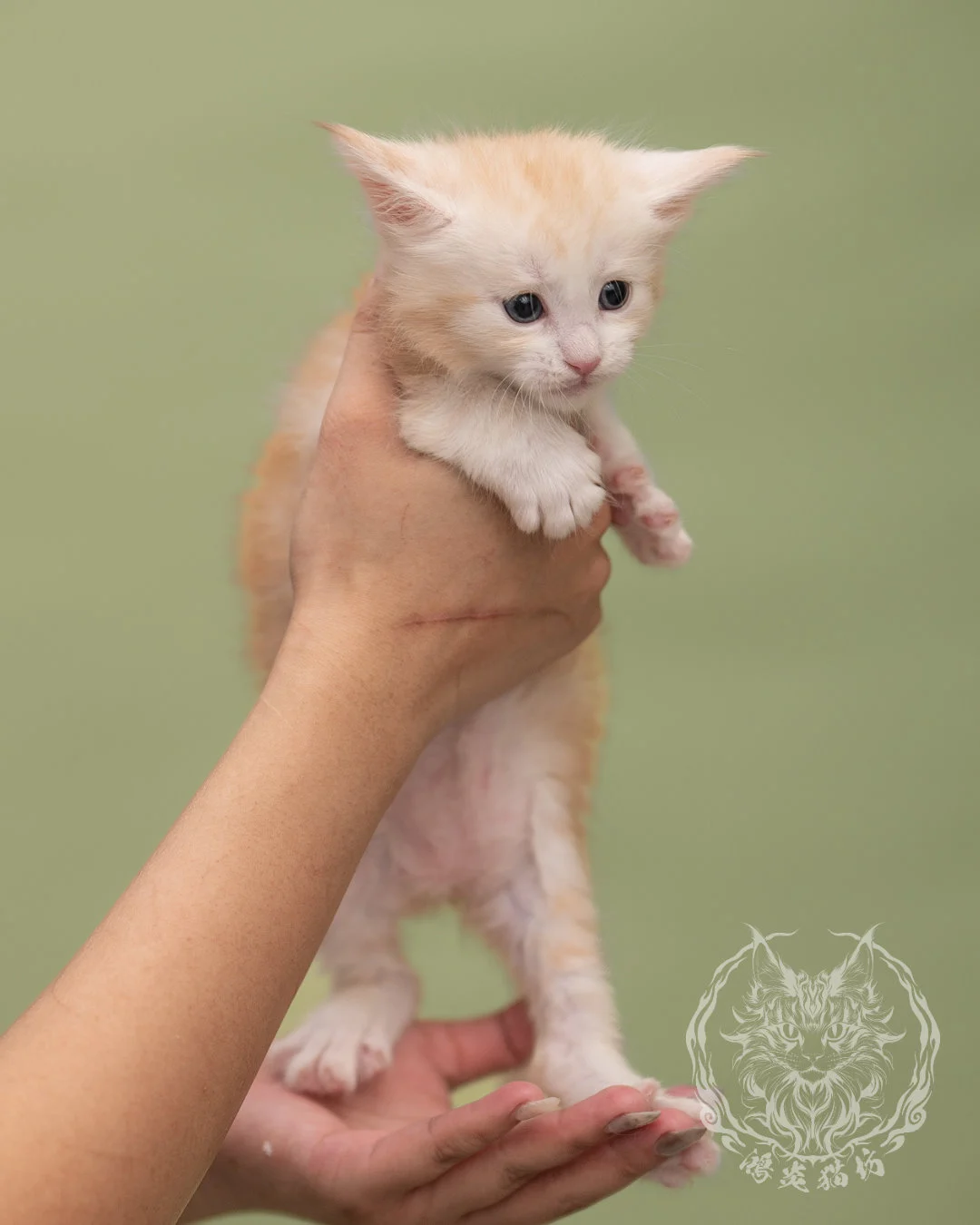 紅銀虎斑緬因貓 Red Silver Tabby Maine Coon 4weeks Closeup 3