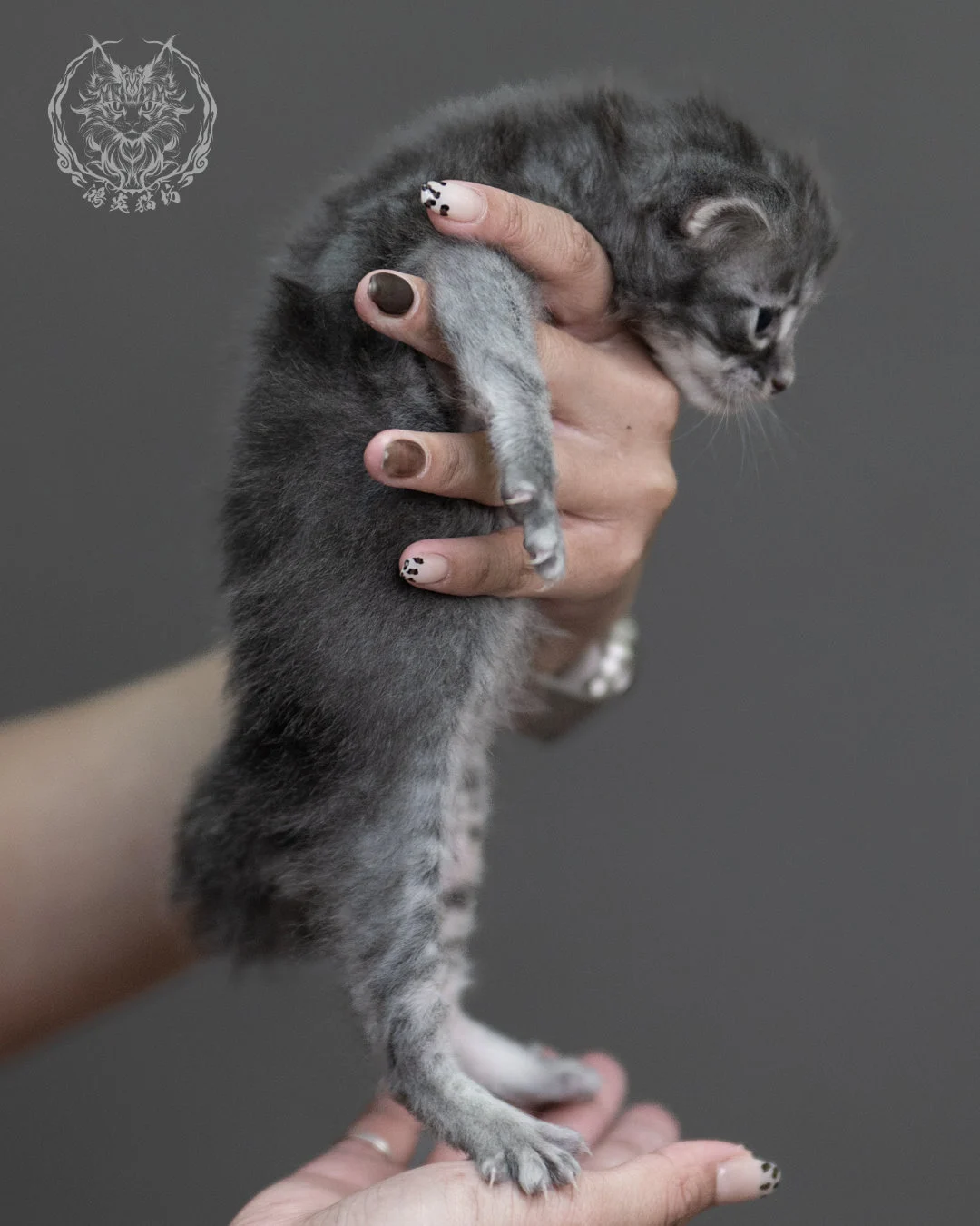 藍虎斑緬因貓 Blue Tabby Maine Coon 4weeks Taichung Cattery 6