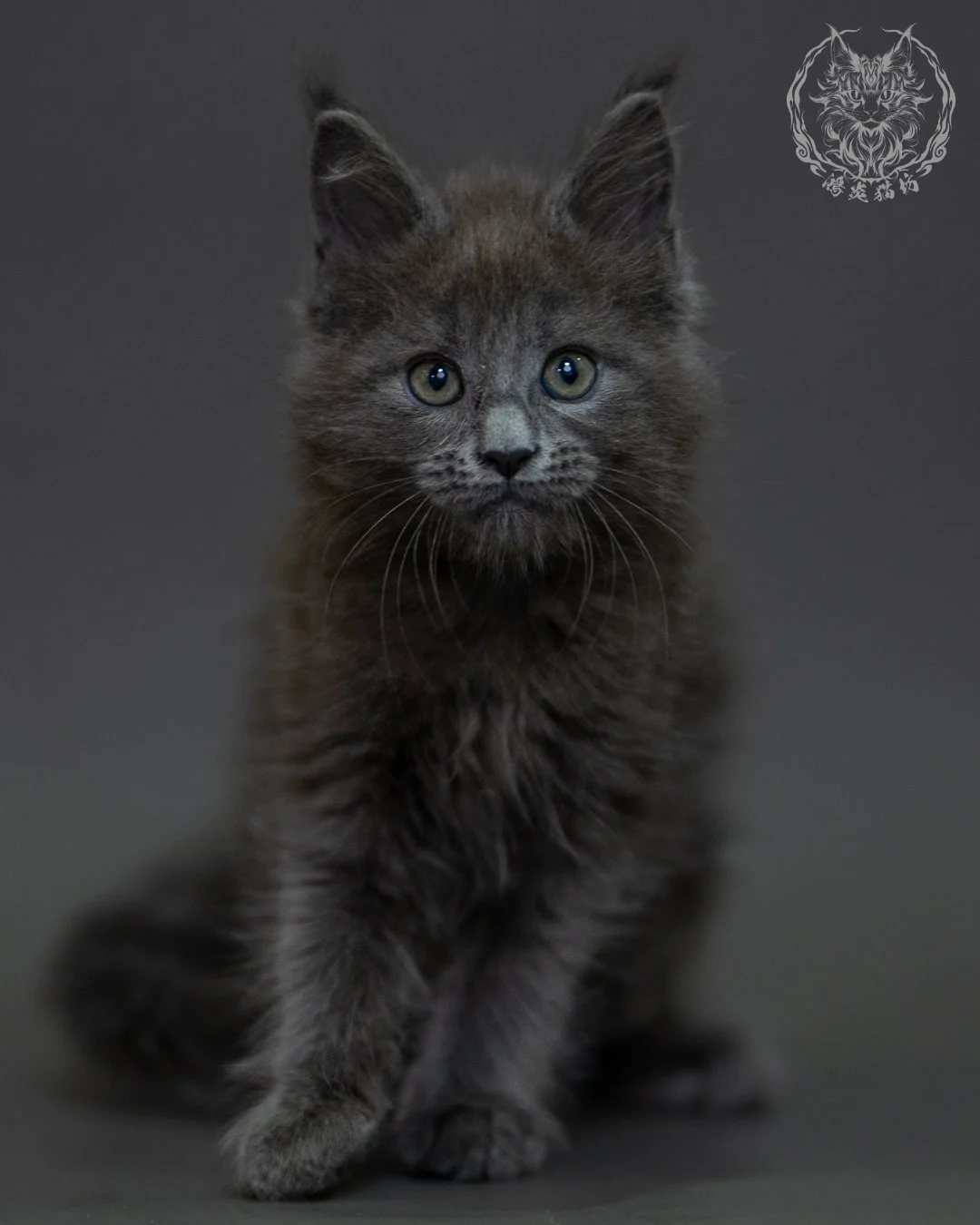 藍煙燻 Blue Smoke Maine Coon 2months 10
